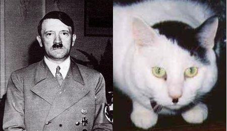 cats_that_look_like_hitler