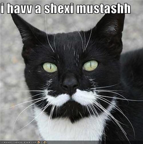 funny-pictures-cat-has-moustache