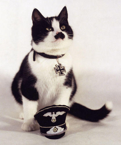 kitler_Cats_that_look_like_Hitler