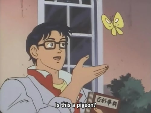 Is this a pigeon ?
